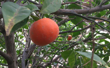  صور: المواطن "علي ترك" من يافا يحوّل ساحة منزله إلى حديقة لانتاج الفواكه والخضروات